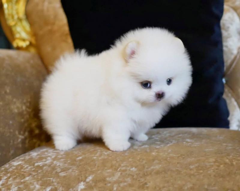 Pomeranian puppies for adoption Image eClassifieds4u