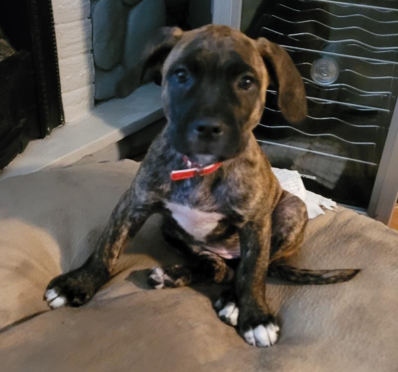 American bulldog/ bullmastiff puppy Image eClassifieds4u