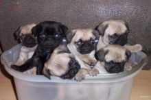 2x black & fawn pug puppies 11weeks old ready now