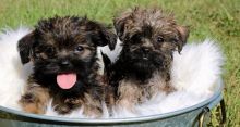 Affenpinscher Akc & Ckc Registered