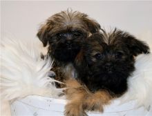 Affenpinscher Beautiful Copper (Dark Red) Affenpinscher Puppy with Blue Eyes