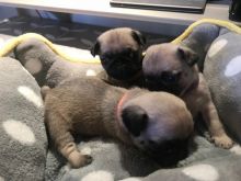 beautiful baby-doll faced Pug Puppies