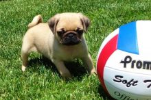 classic beauty and luscious coat Pug Puppies