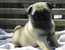 Cute lovable Pug Puppies waiting for their new lovable homes