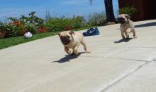 Handsome and Loving Pug Puppies