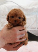 Nice and Healthy poodle Puppies Available