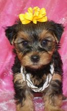 Registered Teacup yorkshire Puppies for Adoption