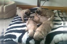 Super Adorable and Healthy Pug Puppies