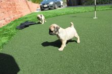 sweet and handsome little pug puppies