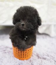 TOY POODLE PUPPIES