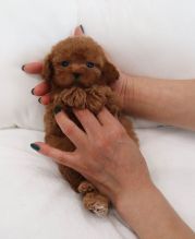 Two Teacup poodle Puppies Needs a New Family
