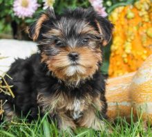 Two White yorksire Puppies Available