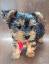 Yorkie Puppies Available