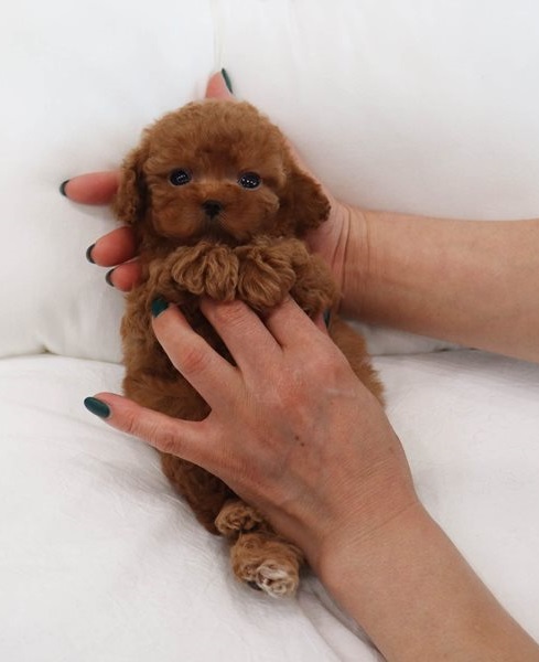 Awesome T-Cup poodle Puppies Available Image eClassifieds4u