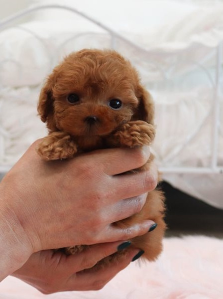 Cute Poodle Puppies for Adoption Image eClassifieds4u