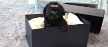 Nice and Healthy poodle Puppies Available Image eClassifieds4u 2