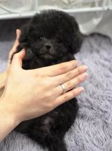 Purebred Poodle Puppies Image eClassifieds4u 2