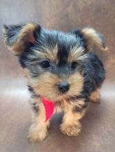 Registered Teacup yorkshire Puppies for Adoption Image eClassifieds4u 2