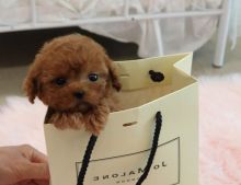 Toy Poodle Puppy Image eClassifieds4u 2