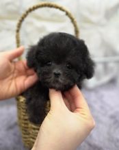 Two Teacup poodle Puppies Needs a New Family Image eClassifieds4u 2