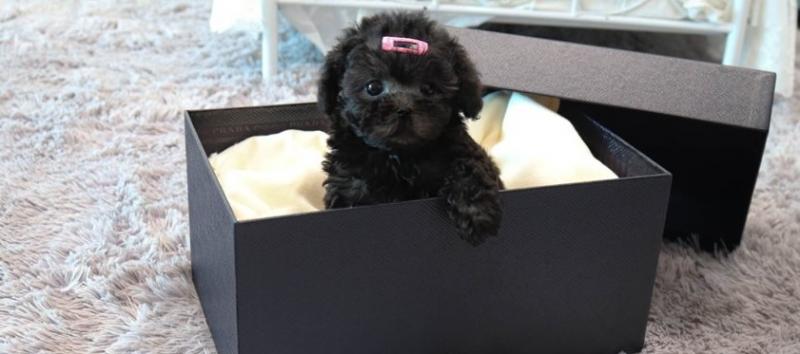 Nice and Healthy poodle Puppies Available Image eClassifieds4u