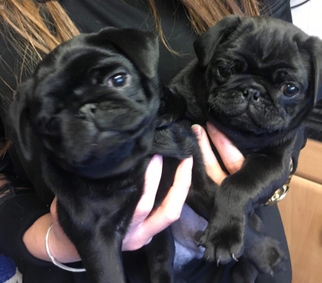 Show standard, best available CKC reg 5 gen pug puppies Image eClassifieds4u