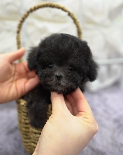 Two Teacup poodle Puppies Needs a New Family Image eClassifieds4u