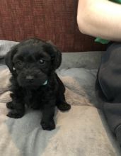 Adorable Labradoodle Puppies For Adoption