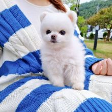 Adorable Pomeranian Puppies For Adoption