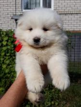 Affectionate Samoyed Puppies For Adoption