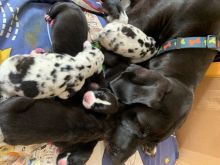 assferg SWEET GREAT DANE PUPPIES