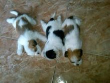 bghnjhg Lovely Shihpoo puppies for Sale