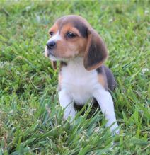 C.K.C MALE AND FEMALE BEAGLE PUPPIES AVAILABLE