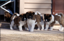 sfdhyg bg WELSH CORGI PUPPIES FOR SALE