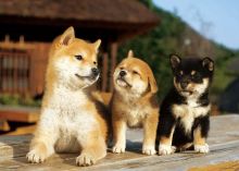 dasfrg hbg SHIBA INU PUPPIES FOR SALE