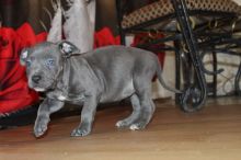 ddvfdbg Quality Staffordshire Bull Terrier puppies