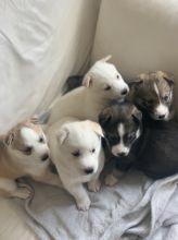dfgryht SIBERIAN HUSKY PUPPIES FOR A LOVING HOME