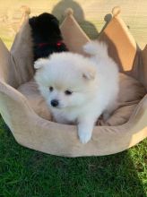 dtfr4eg Pomeranian puppies home ready