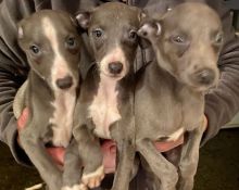 egtu6yb htyu Quality Whippet puppies for sale