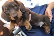 ert43y5 Stunning Miniature Dachshund Puppies