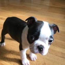 Fantastic Boston Terriers Puppies Male and Female for adoption