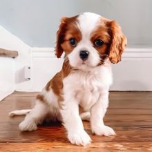 Fantastic Cavalier King Charles Spaniel Puppies Male and Female for adoption