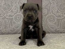 gfhgrt yy Staffordshire Bull Terrier Boy