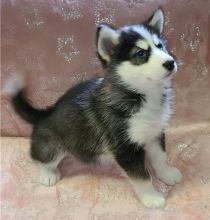 Gorgeous Alaskan Malamute Puppies For Adoption