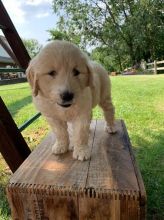 Gorgeous Golden Doodle puppies.