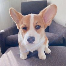 Healthy Pembroke welsh Corgi Puppies Available Now