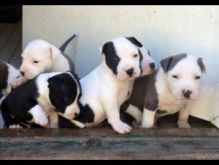 potty trained American bulldog puppies