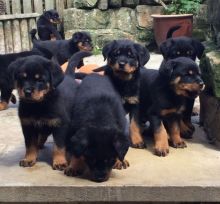 reyt5 Quality gt Rottweiler puppies for sale