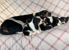rgtjyki Amazing Male and female basset hound puppies