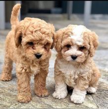 vtdrfhr cavapoo puppies looking for their forever homes.